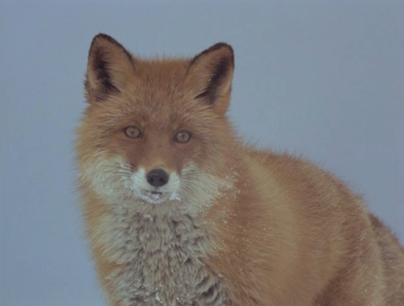 見た見た見たゾ、キタキツネ物語！」 – 北の国からマニア通信